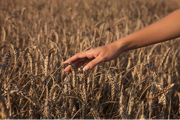 16P Glamour model Rena bares her great body in the middle of a field of crops
