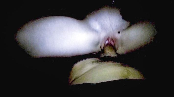 16P Dillion Carter sucks dick and and takes it doggystyle in homemade action